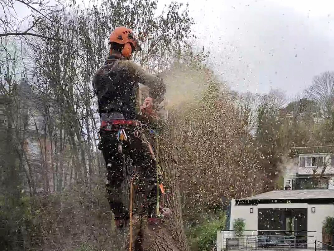 Élagage et abattage d'arbres à Boulogne-Billancourt (92)